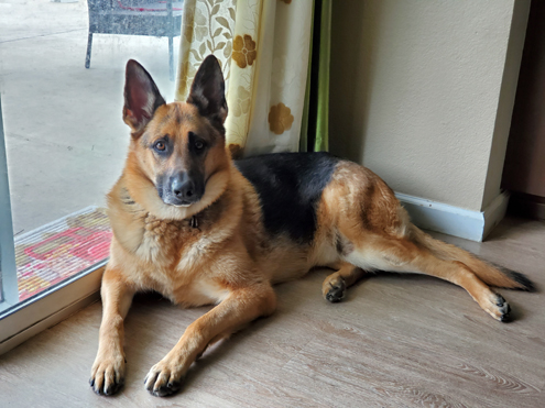 Maximus