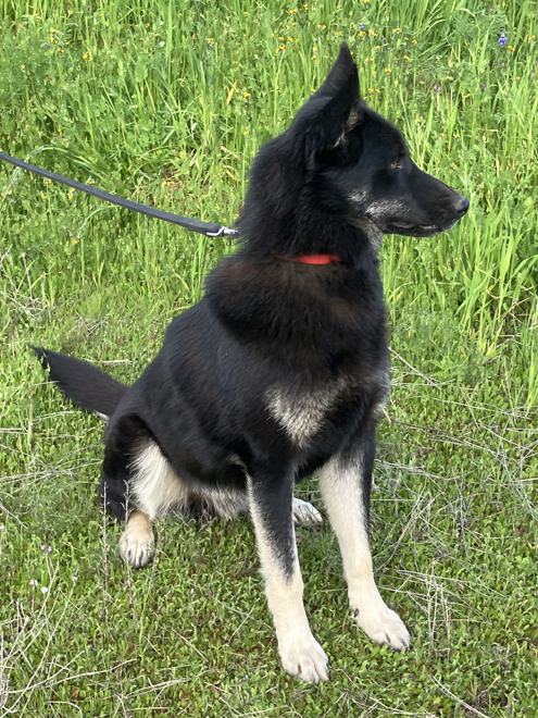 Sammy